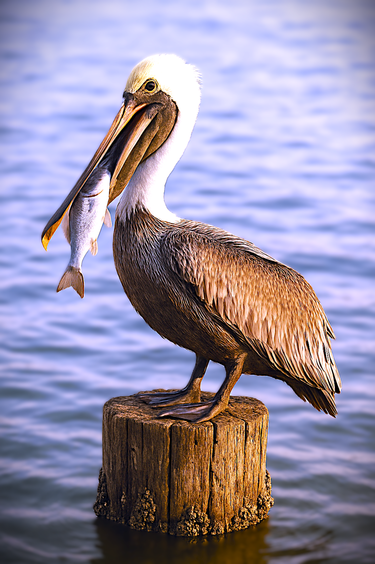Pelican Coffee Mug Set