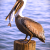 Pelican Coffee Mug Set